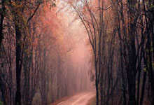 布鲁姆疯三场均17.3分13.3板1断0.8帽，投篮命中率50%3116.