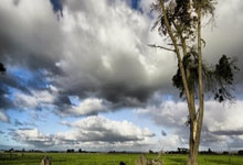 [澳网]张帅组合无缘澳网女双四强.